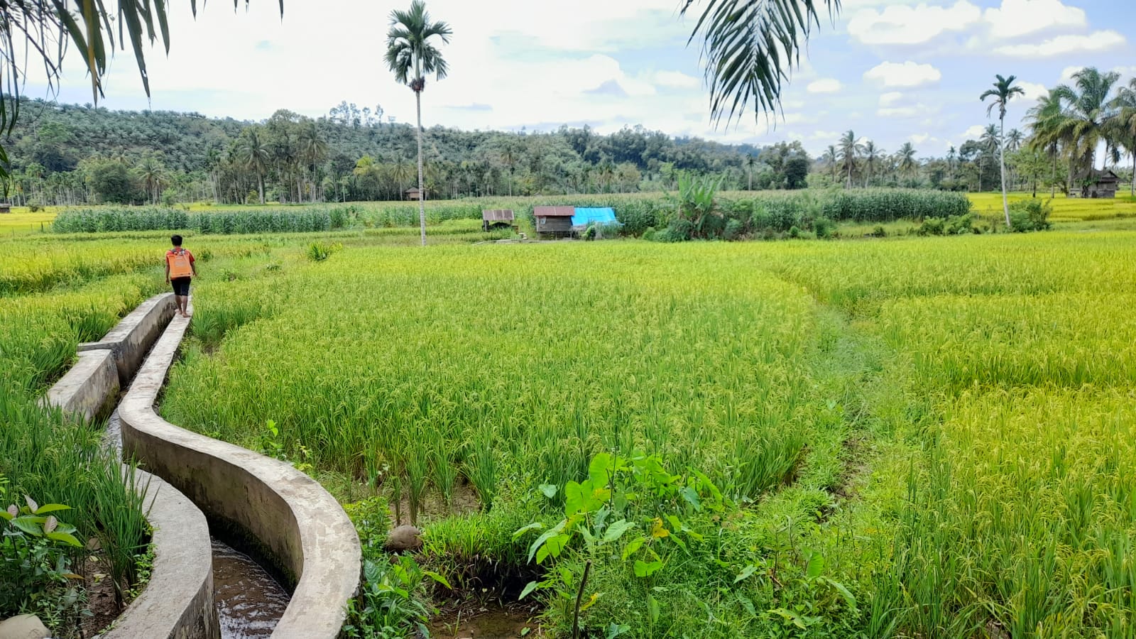 Pastikan Pupuk Subsidi Tepat Sasaran, Pendataan Poligon Sawah Dilakukan Perorangan