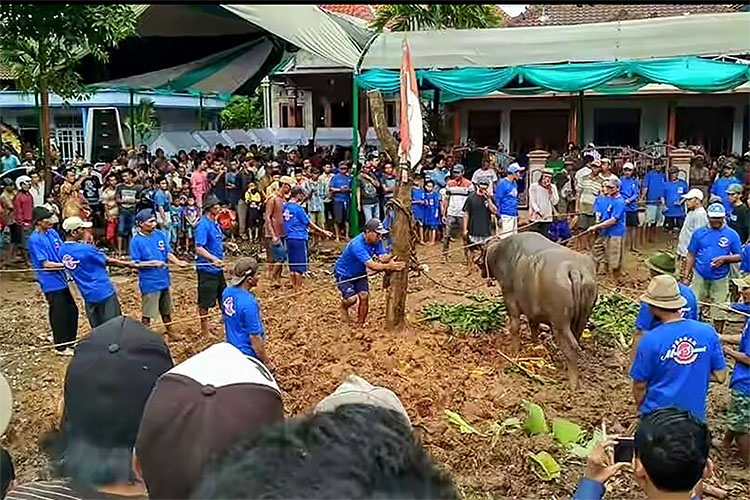 Tradisi Unik Prasah, Mahar Pernikahan Harus Menggiring Kerbau Yang Mengamuk dari Sini