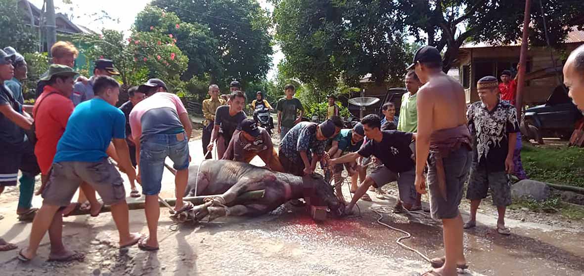 Bebas dari Covid-19, Warga Potong Kerbau