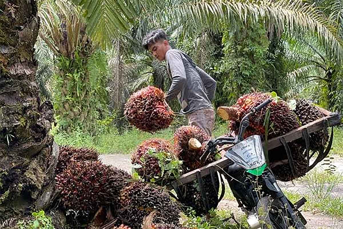 Demi Kelapa Sawit, Petani Mukomuko Tolak Program Cetak Sawah Baru