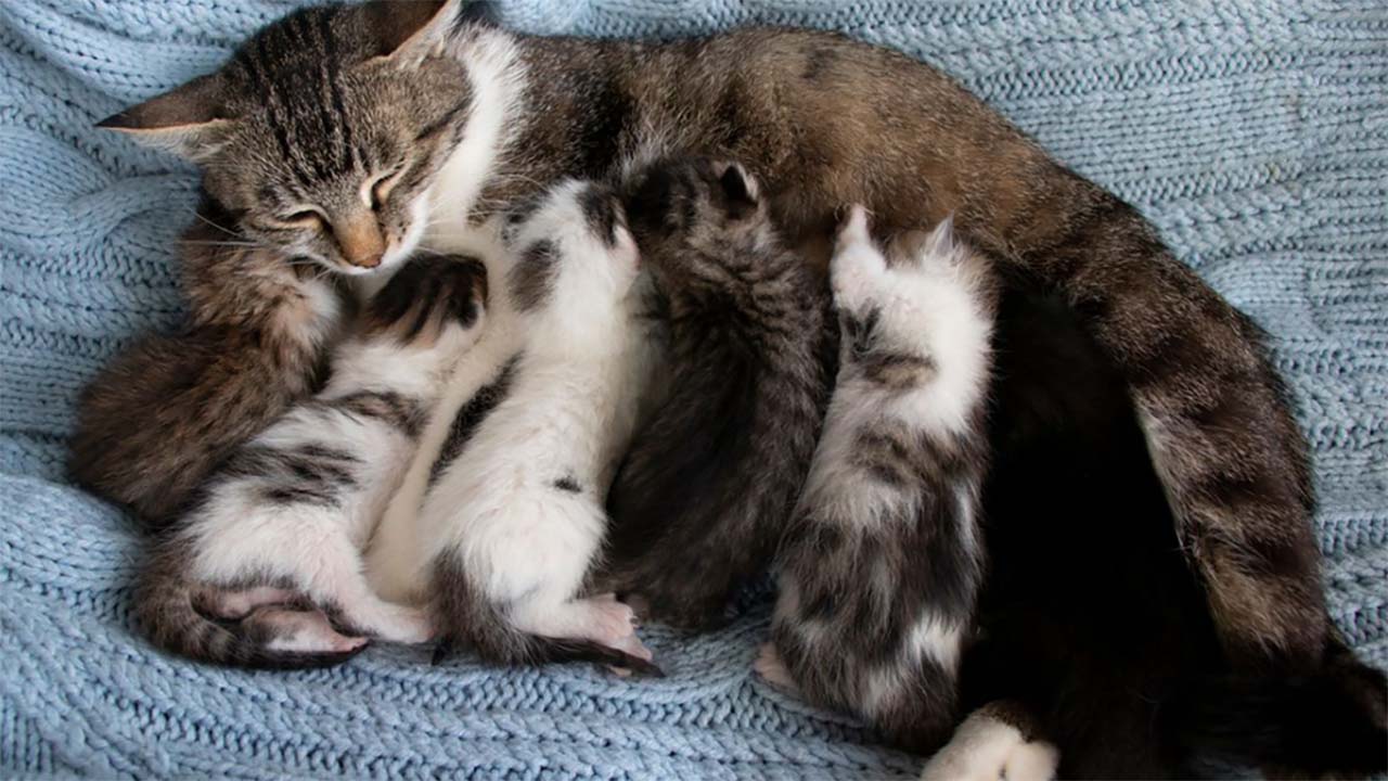 Ternyata Ini Penyebab Induk Kucing Memakan Anaknya Sendiri Setelah Melahirkan