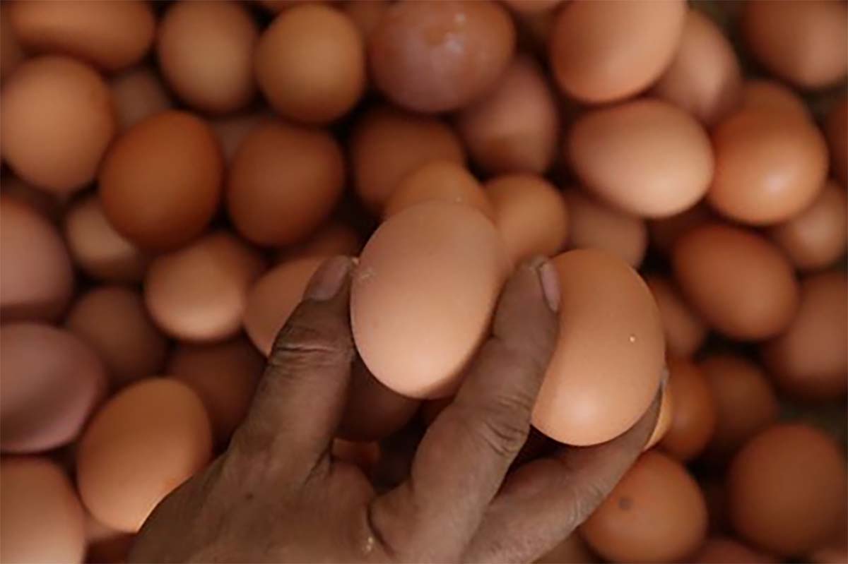 Jangan Salah Pilih! Beginilah Cara Memilih Telur yang Segar dan Baru