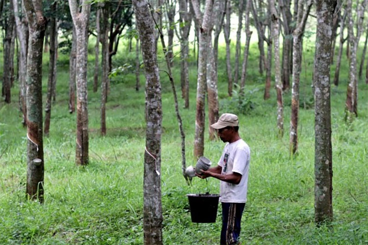 4 Kabupaten Penghasil Karet Terbanyak di Sumatera Barat, Getahnya Bermutu Tinggi Mencapai 155.120,76 Ton