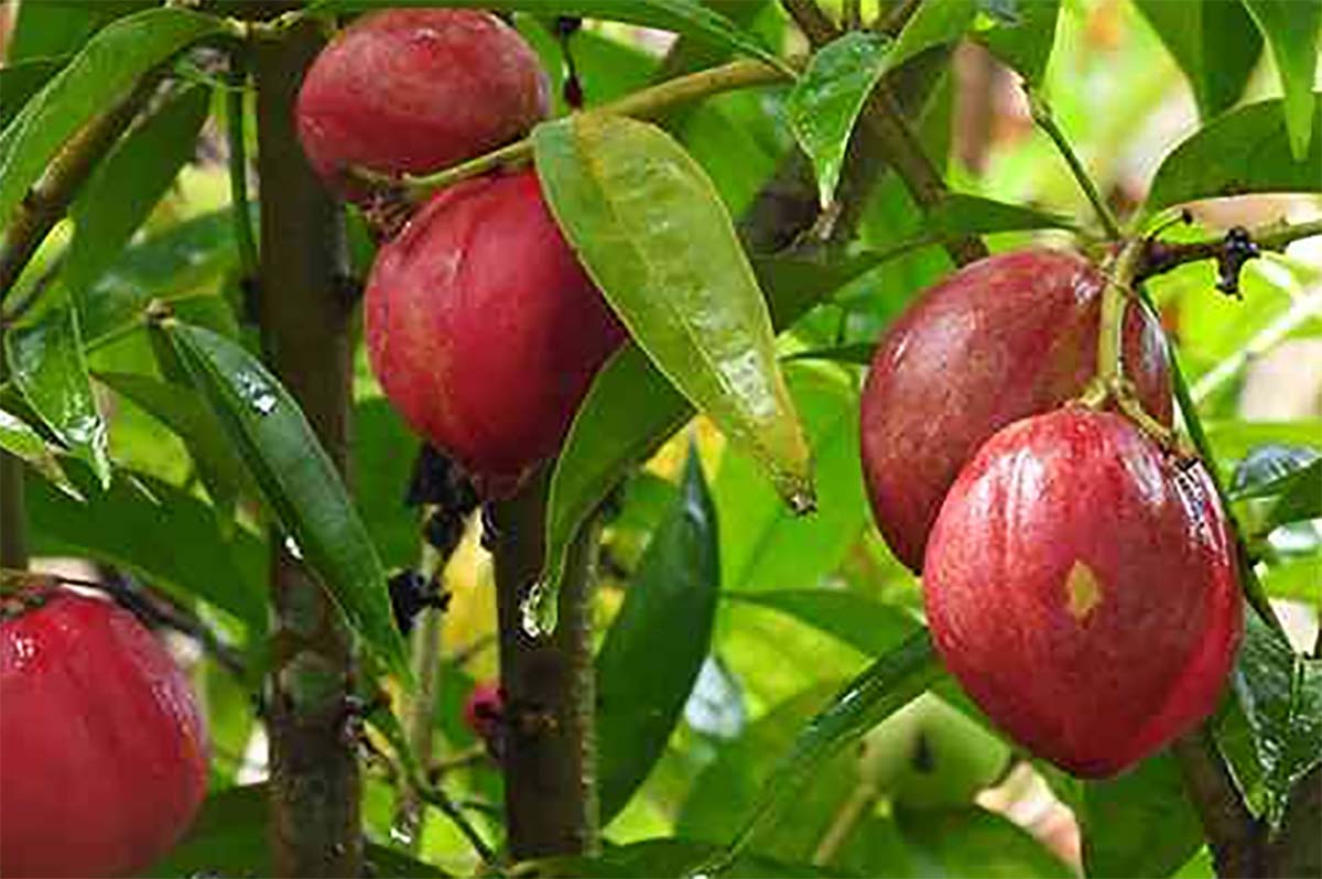 Jarang Banyak yang Tahu! Inilah Manfaat Buah Simalakama