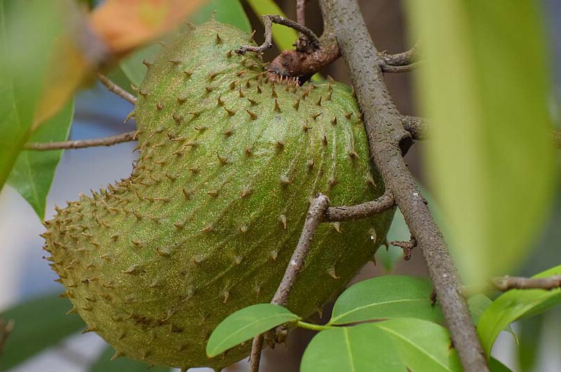 Manfaat Mengkosumsi Buah Sirsak Untuk Kesehatan Yang Jarang Orang Sadari