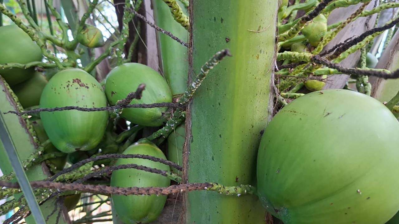 Kelapa Muda Kaya Vitamin C dan Natrium, Baik untuk Kesehatan 