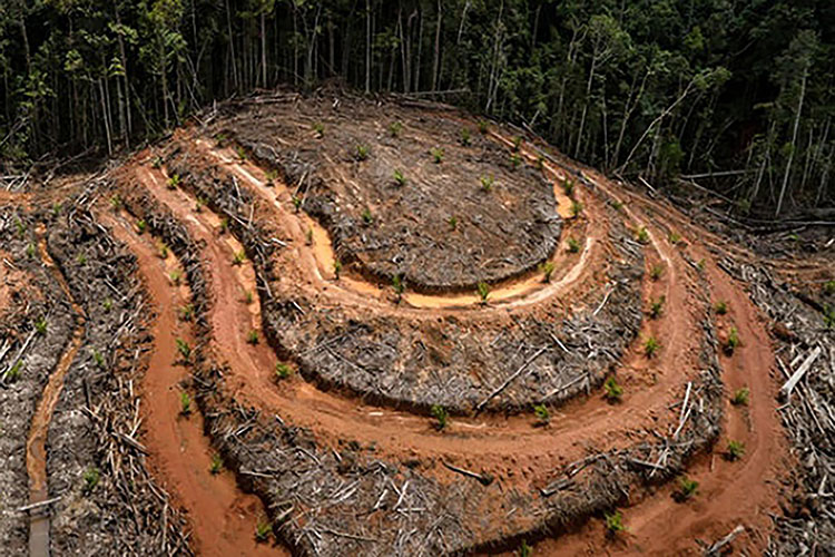 Aturan Deforestasi Bikin Pengusaha Kelapa Sawit Uring-uringan 