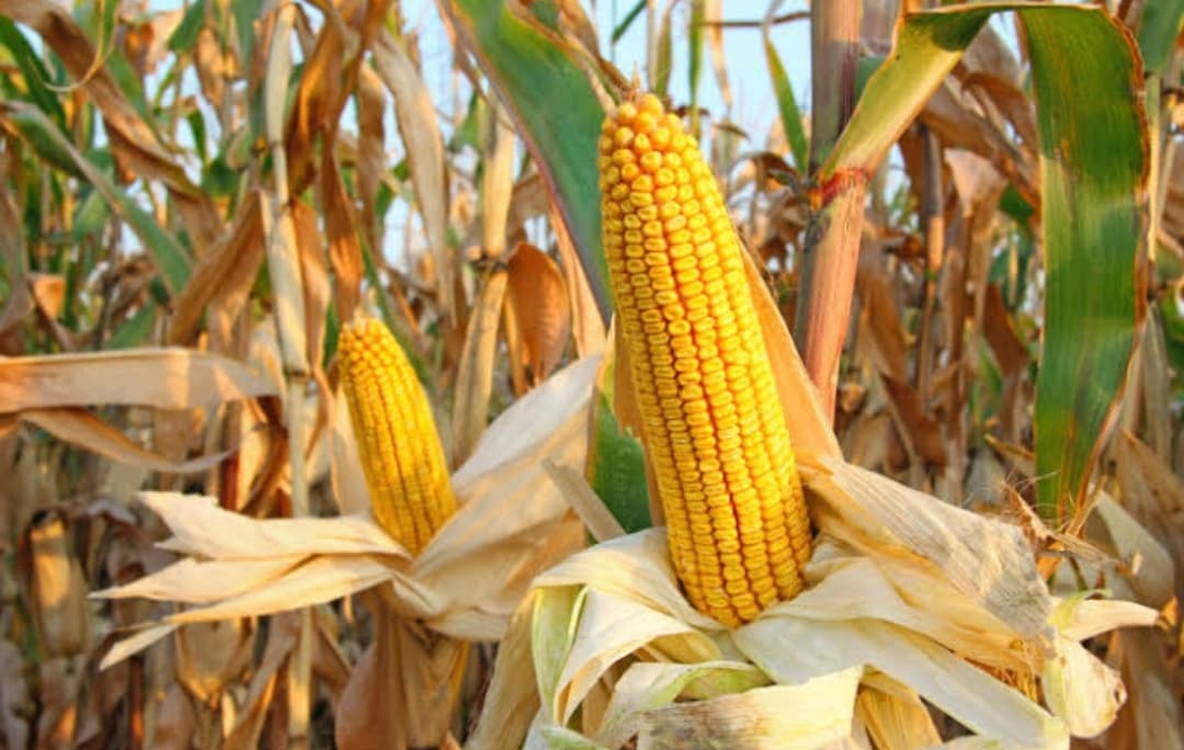 Jagung, Tanaman Ajaib yang Bisa Tumbuh di Setiap Benua