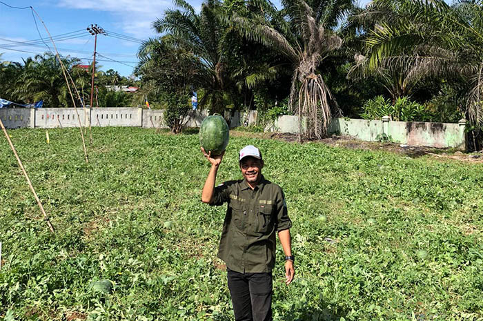 ﻿Semangka, Idola Baru Petani Holtikultura