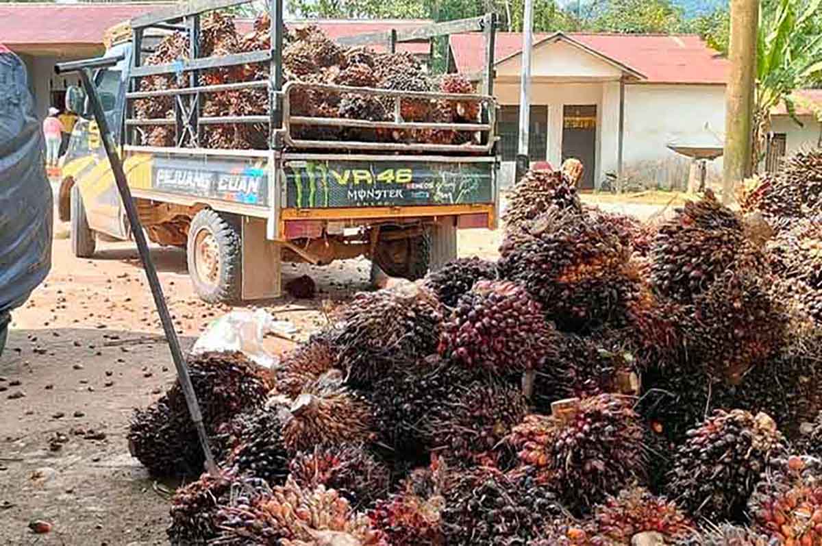 Jelang HUT Kabupaten Mukomuko, Harga Sawit Terus Naik 