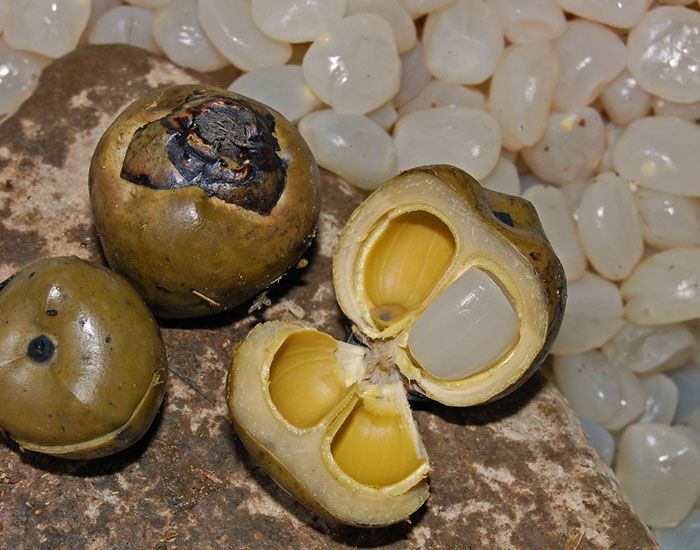 Kandungan Gizi dalam Buah Kulang Kaling