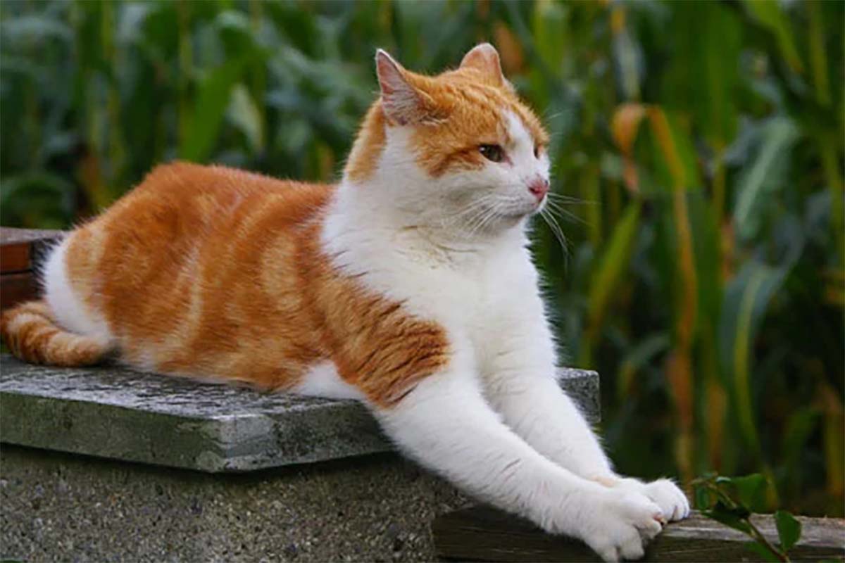 Tak Kalah Menarik dengan Kucing Ras, Inilah 3 Jenis Warna Kucing Kampung yang Cocok Dijadikan Hewan Peliharaan