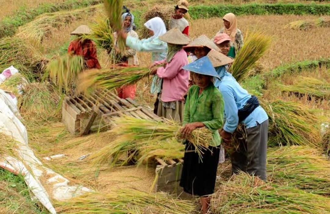 Kabupaten/Kota Penghasil Beras Terbesar di Provinsi Bengkulu, Pertama Ternyata Bukan Mukomuko