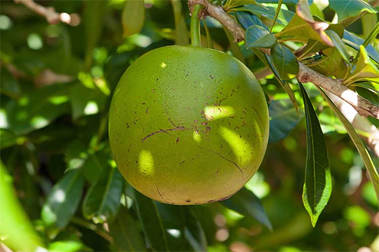 Buah Berenuk, Buah Asing Kaya Manfaat yang Belum Banyak Diketahui