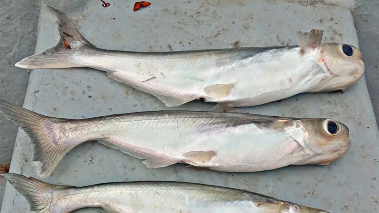 5 Manfaat Ikan Juaro yang Luar Biasa, Salah Satunya Baik untuk Kesehatan Kulit