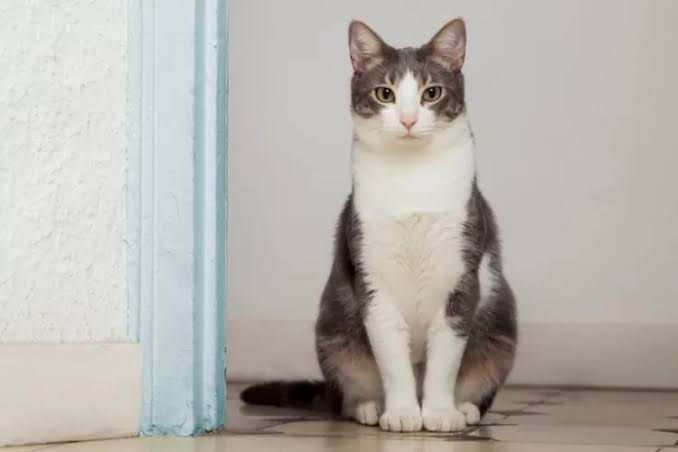 5 Manfaat Memelihara Kucing di Rumah, untuk Hidup Lebih Bahagia