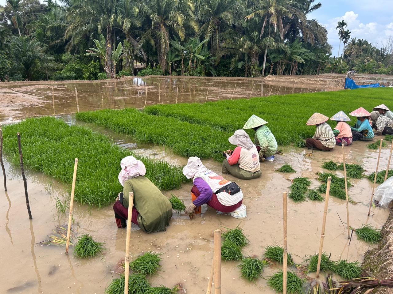 Petani Mukomuko Keluhkan Sulit Mencari Tukang Tanam Padi