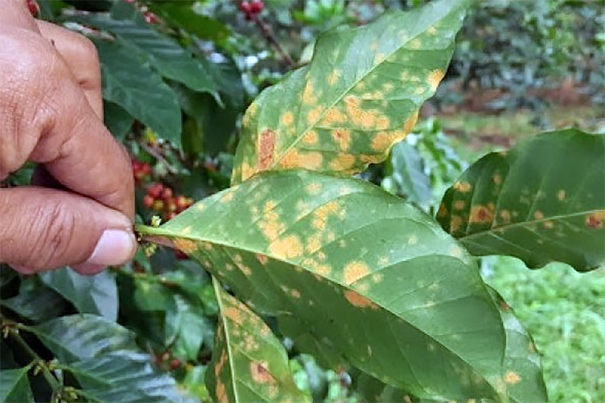 Jangan Ngaku Jadi Petani Kopi Bila Penyakit Karat Daun Kopi Saja Belum Kenal, Ini Faktornya dan Cara Mengatasi