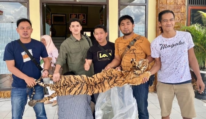 Tim Tungau Kerinci Ungkap Perdagangan Kulit Harimau Lintas Provinsi