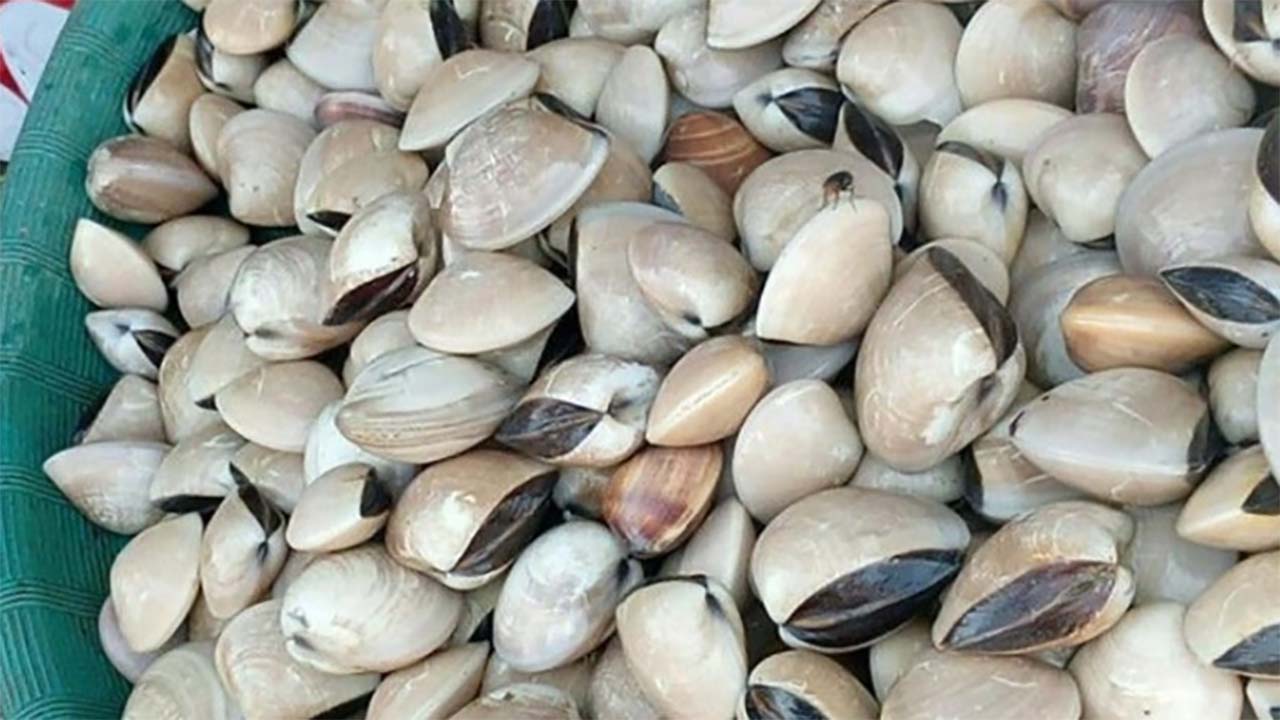 Kaya Akan Nutrisi, Inilah Berbagai Manfaat Kerang Kapah Bagi Kesehatan