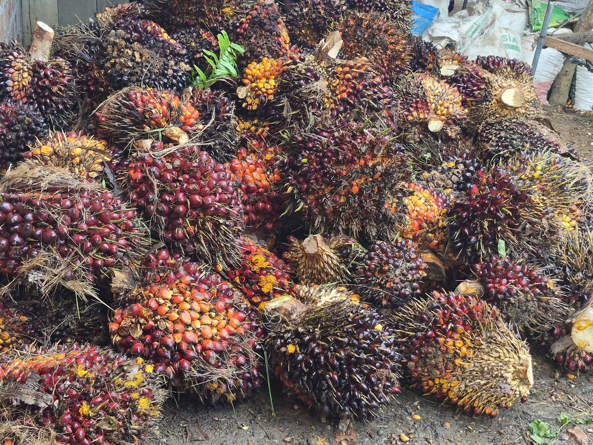 Petani Mukomuko Soroti Harga Sawit, Nilai Jual Masih Tertinggal dari Daerah Lain