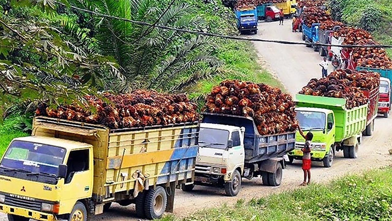 Harga TBS Tertinggi di Pabrik di Mukomuko Rp 2.840 Per-Kg