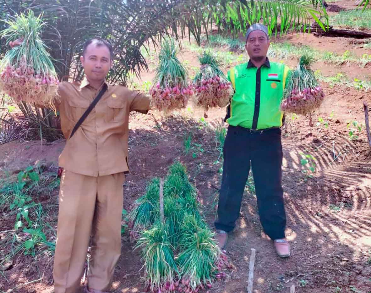 Petani Mukomuko Berhasil Kembangkan Bawang Merah Biji