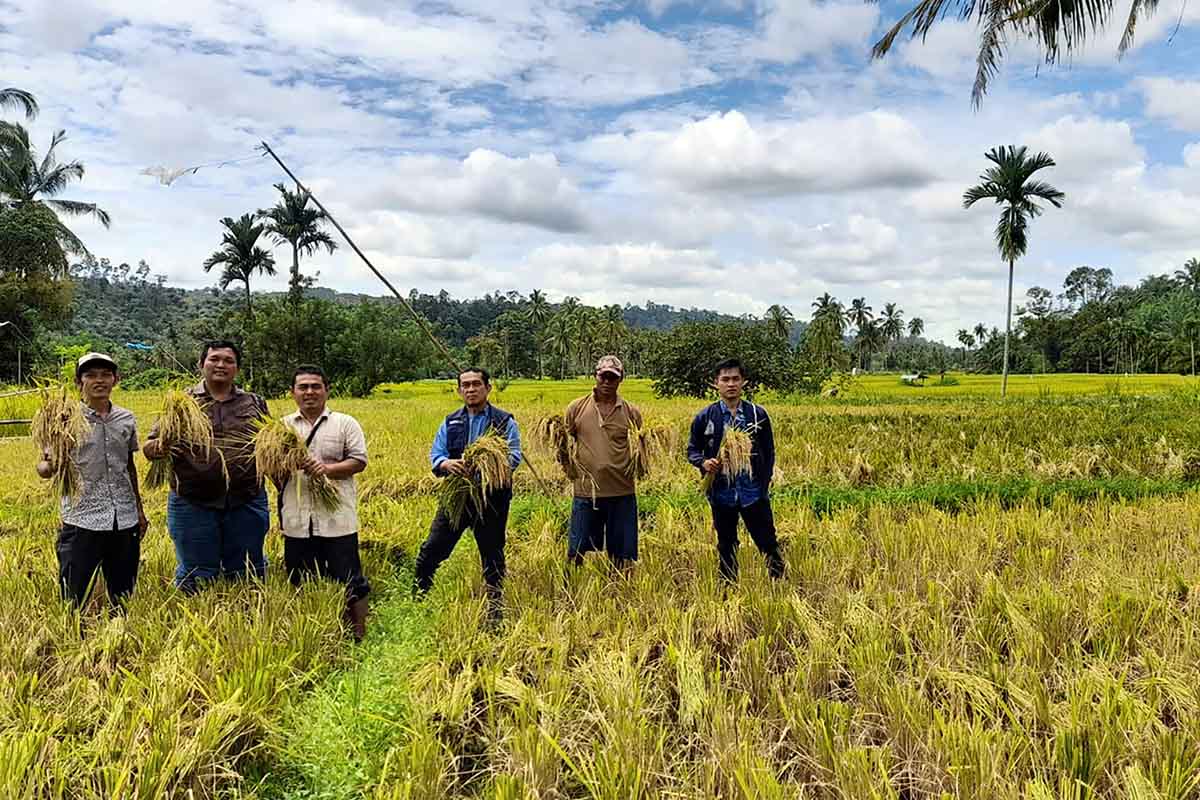 Petani Mukomuko: SE Harga Gabah Badan Pangan Nasional Rugikan Petani