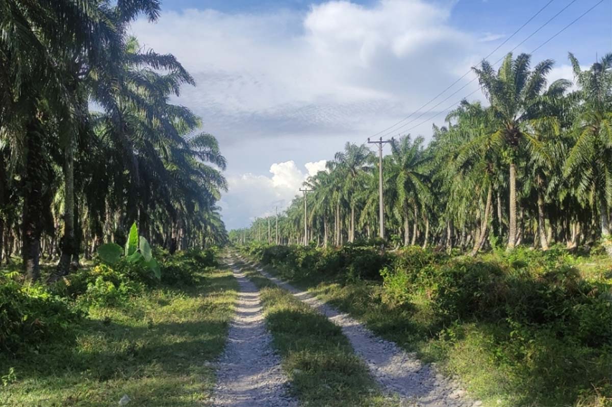  Program Peremajaan Kelapa Sawit Harus Dilanjut, Ini Permintaan Petani