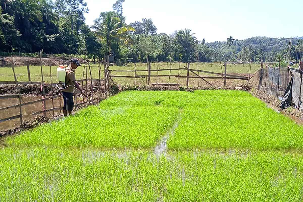 Produktivitas Hasil Panen Masih Rendah, Ini Dia Penyebabnya