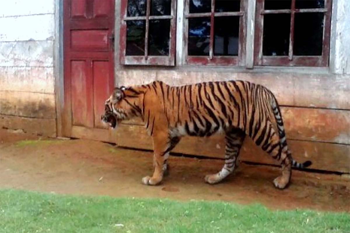 5 Cara Menghindari Serangan Harimau, Jangan Membelakang dan Pipis Sembarangan