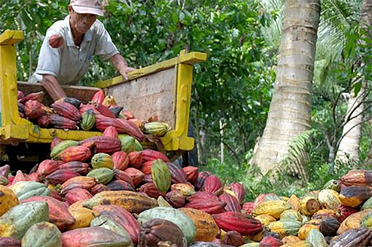 4 Daerah Penghasil Kakao Terbesar di Sumatera Barat, Memproduksi hingga 43 Ribu Ton Ini Daerahnya