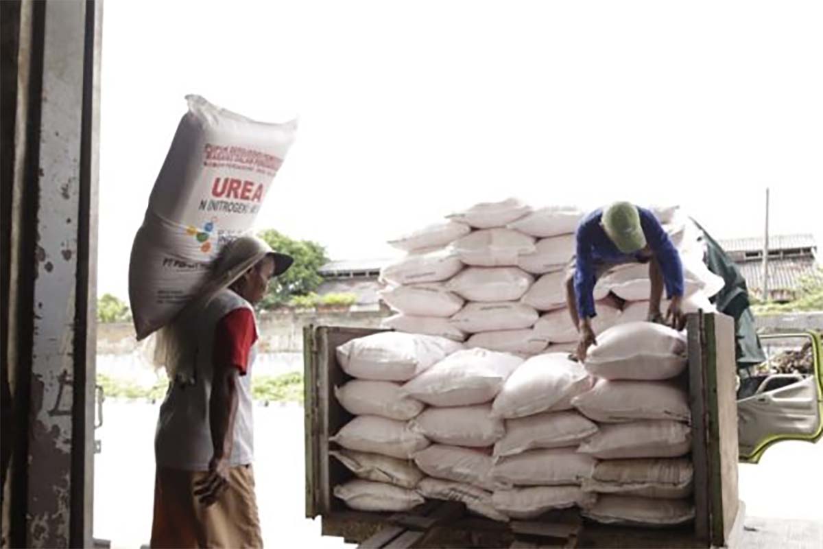 Tepat Sasaran, Penyaluran Pupuk Subsidi di Mukomuko Dalam Pantauan Dinas Pertanian 