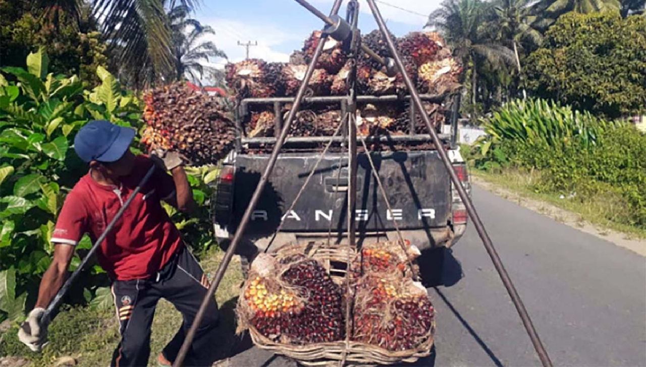 Ketetapan Provinsi Rp 2.893 Per-kg, Harga TBS di Mukomuko Turun Hingga Rp 2.500 Per-kg