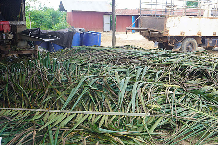 Ternyata Daun Kelapa Sawit Bisa Dijadikan Sebagai Pakan Hewan Ternak! Berat Badan Hewan Bisa Naik 10 Kg