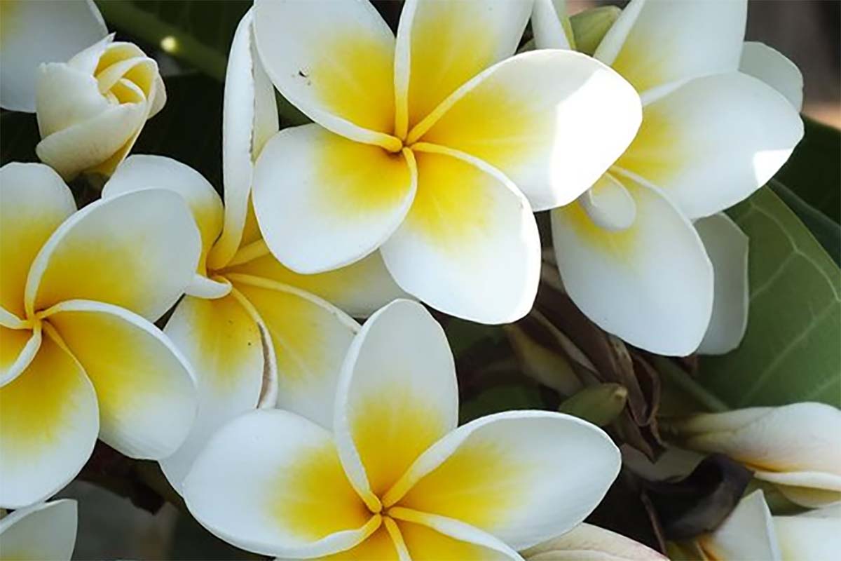 Jarang yang Tahu! Inilah Manfaat Bunga Kamboja Bagi Kecantikan dan Kesehatan Kulit