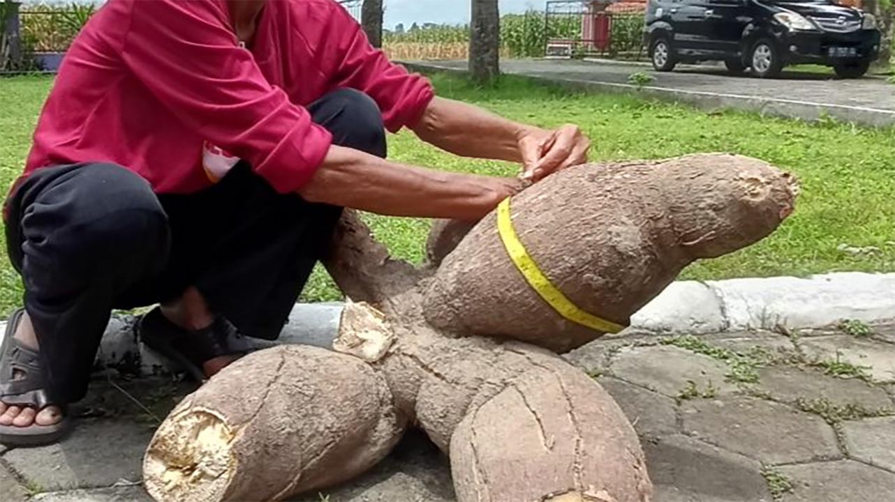 Macam-Macam Ubi Kayu Atau Singkong Yang Jarang Diketahui, Ada Yang Sebesar Gajah