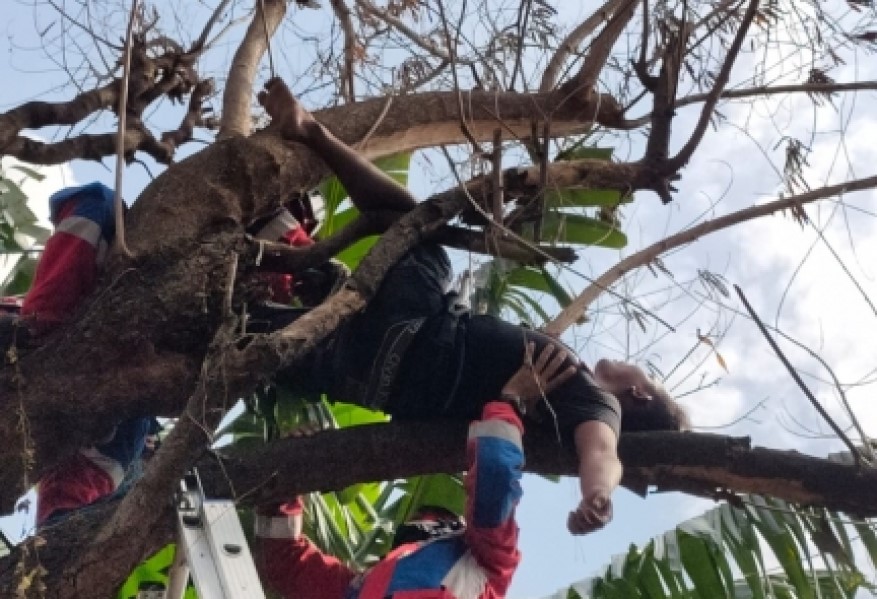 Seorang Pemuda di Jakarta Barat Tertidur di Atas Pohon
