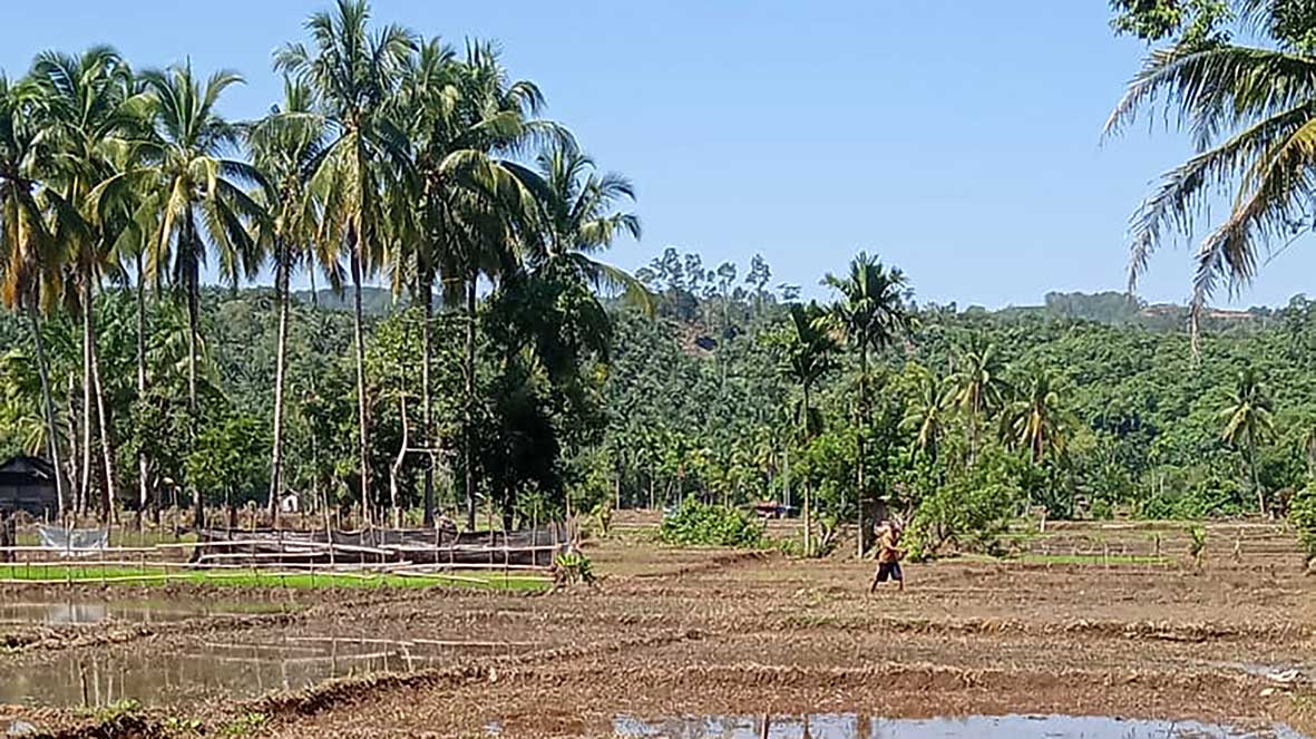 2023, Distan Usul Program Cetak Sawah Baru di XIV Koto