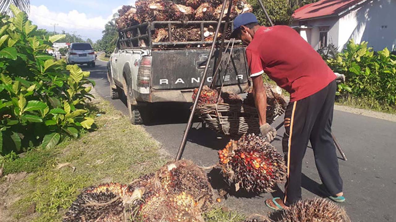 Trending Topik Obrolan Mak-mak: Selama Mukomuko Dipimpin Sapuan – Wasri Harga Sawit Stabil   