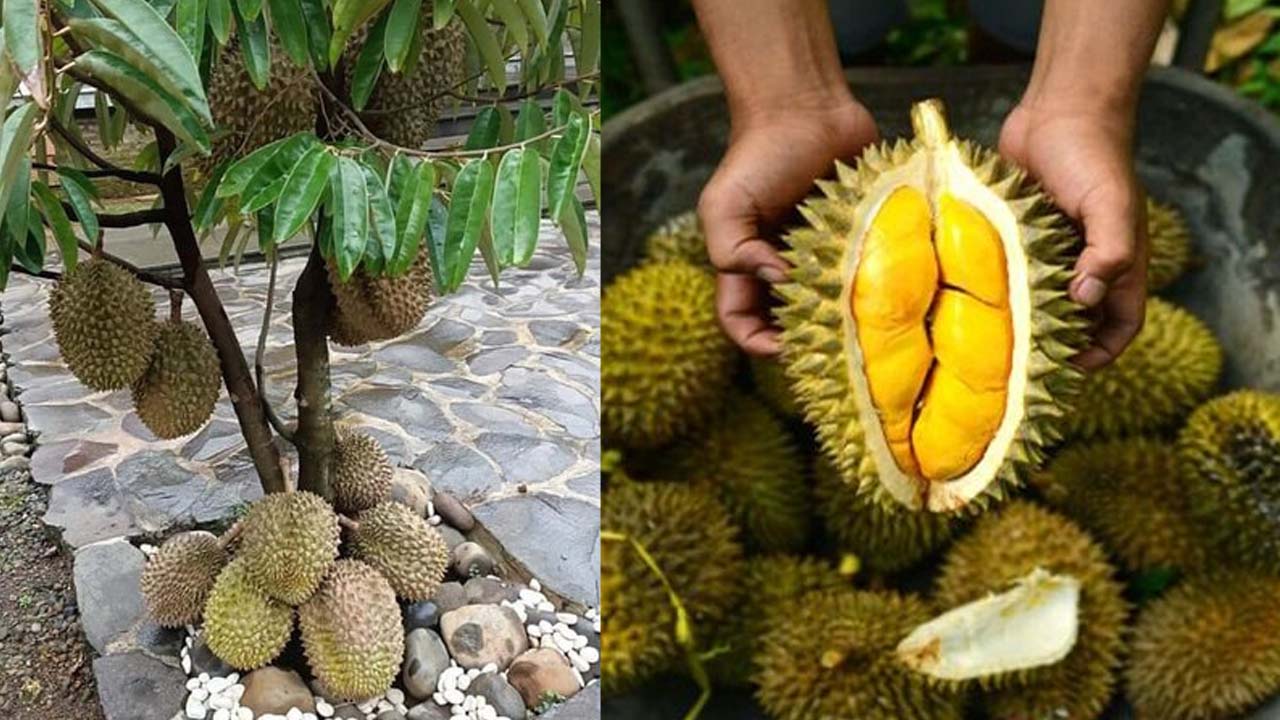 Jenis-Jenis Durian Unggul Yang Cepat Berbuah, Cocok Ditanam Sekarang