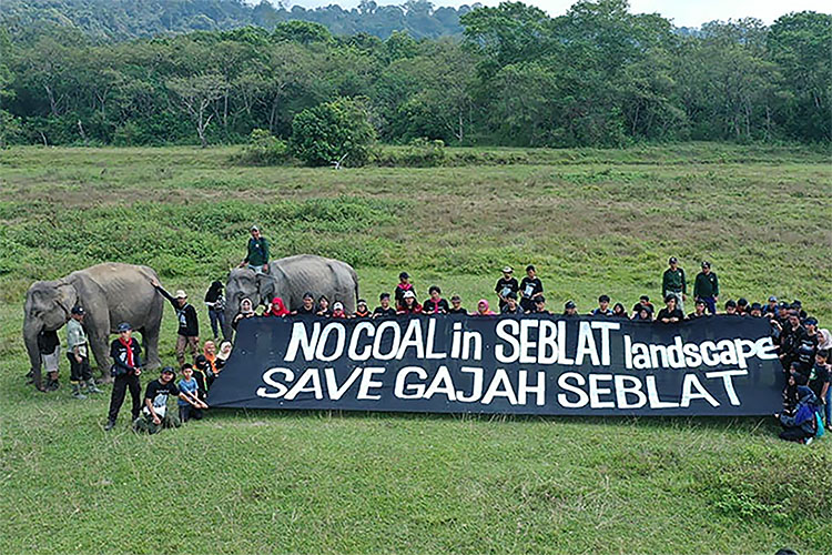 Tambang Batu Bara Ancam Populasi Gajah Sumatera di Bengkulu