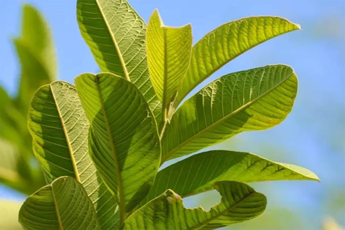 Kenal dengan Daun Jambu Biji, Solusi Alami dan Tradisional untuk Mengatasi Uban Cobalah