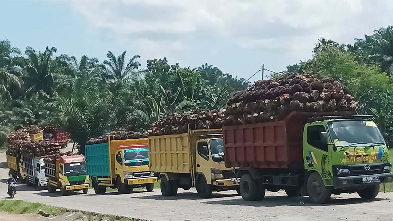 Jelang Pemilihan Bupati, Harga TBS Sawit Tembus Rp 3.000 Per-kg