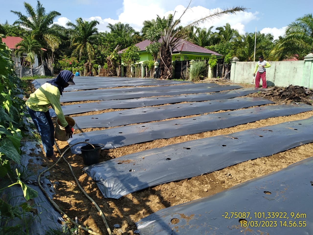 Rotasi Tanaman, BPP Teramang Jaya Buat Demplot Cabai Rawit