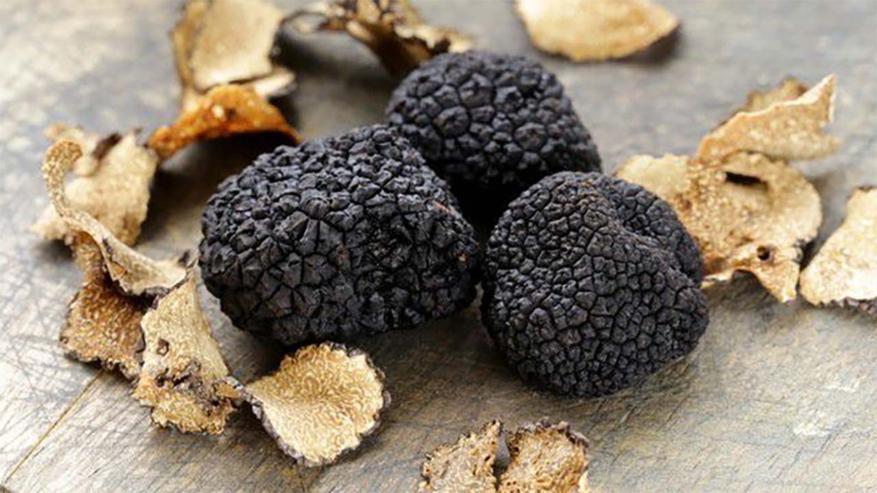 Mengenal Jamur Truffle: Jamur Termahal di Dunia