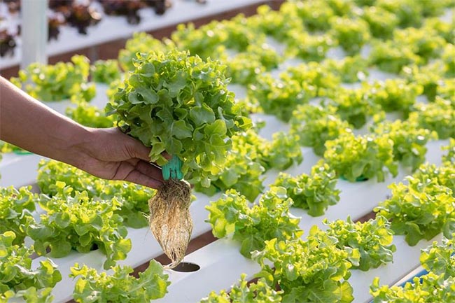 7 Keunggulan Hidroponik yang Bikin Bertani di Lahan Sempit, Apakah Ini Masa Depan Pertanian Modern?