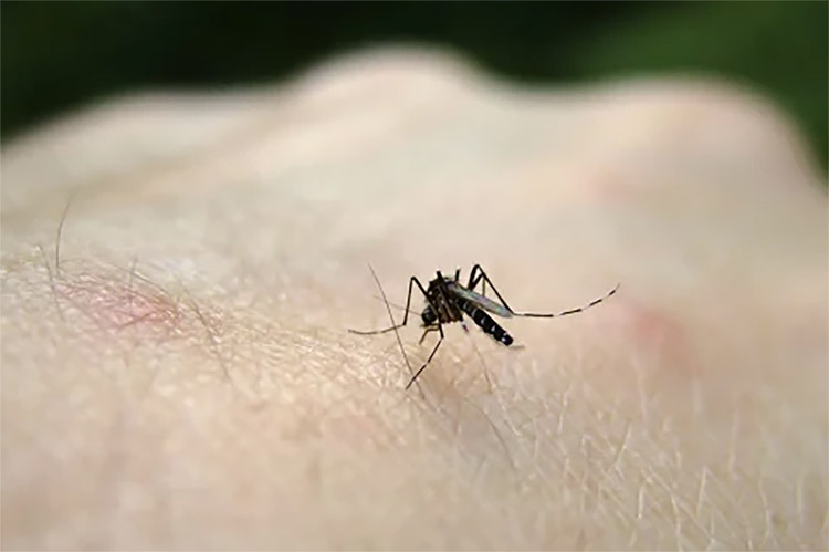 Cara Menghilangkan Noda Hitam Bekas Gigitan Nyamuk Cukup dengan Menggunakan Bubuk Kopi dan Garam