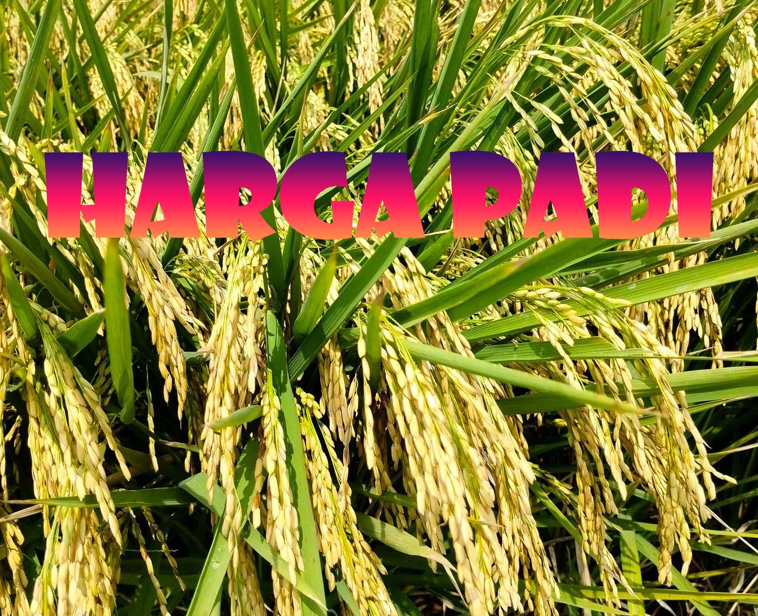 Harga Pasar Gabah Lewati HPP Pemerintah, Petani Padi Semakin Sejahtera