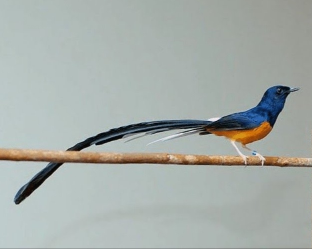 Ini Fakta Menarik, Burung Murai Batu Bisa Dipelihara Hingga Umur 20 Tahun, Pilih Jenis Ini